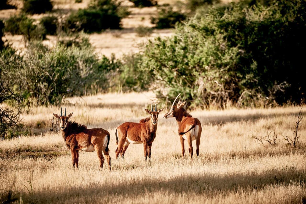 Glen Harry Game Reserve Graaff-Reinet Exterior foto